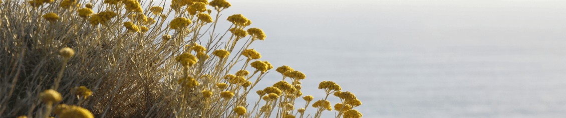 Immortelle
