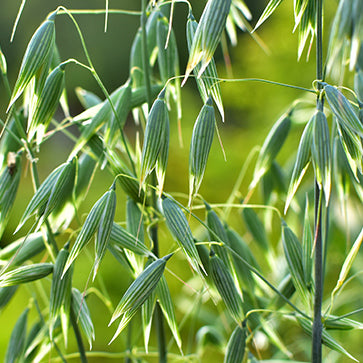 Featured Ingredient - L'Occitane