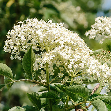  Featured Ingredient - L'Occitane