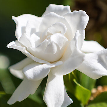 Featured Ingredient - L'Occitane