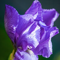 Iris Featured Ingredient - L'Occitane