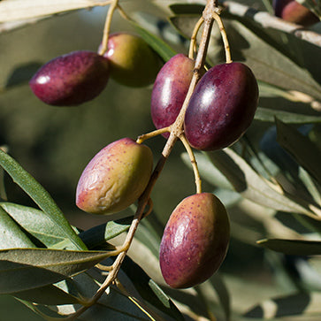 Featured Ingredient - L'Occitane
