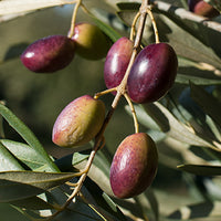 Olive_Tree Featured Ingredient - L'Occitane